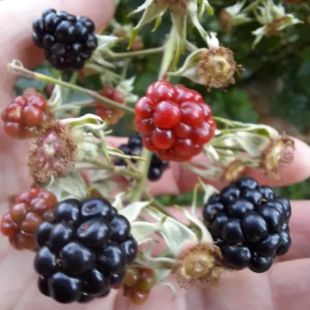 Lejlighed Haus Traninger *