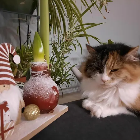 Appartement Haus Traninger