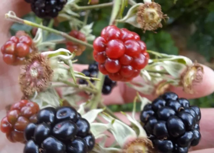 Lägenhet Haus Traninger *